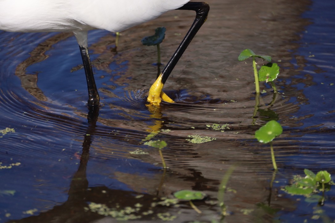 Чепура американська - ML647071342