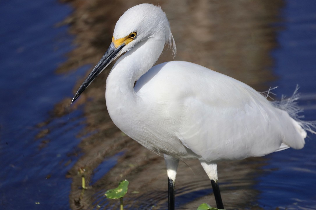 Чепура американська - ML647071343