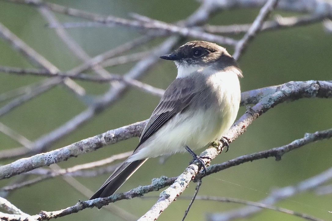 Феб буроспинний - ML647071344