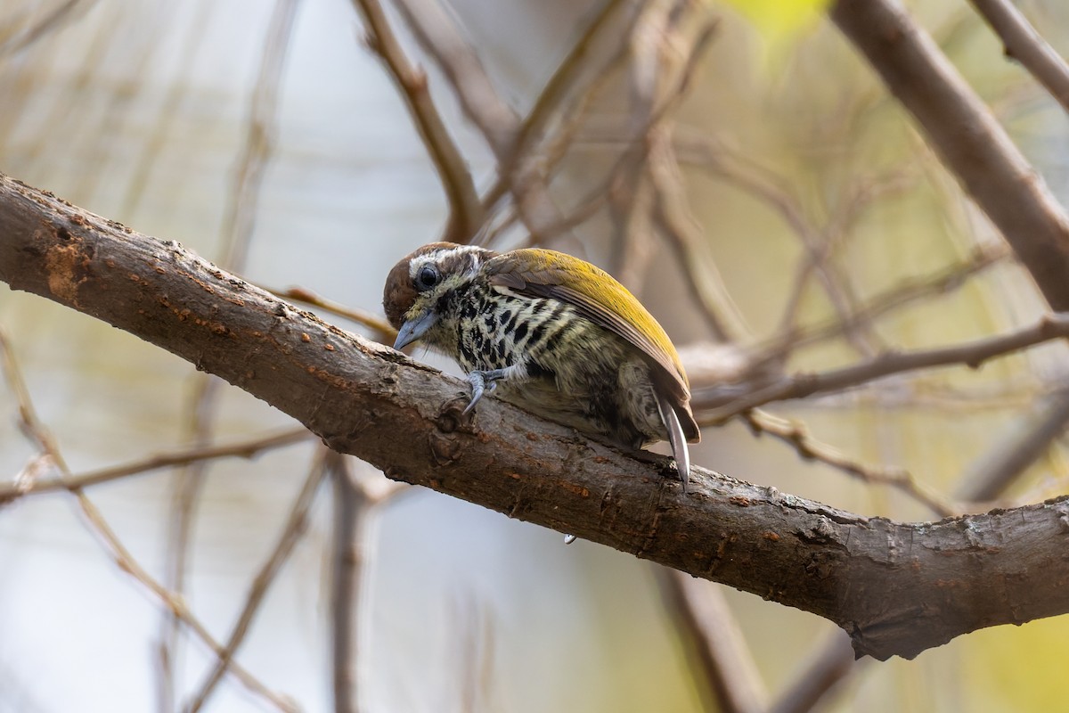 Добаш індійський - ML647071345