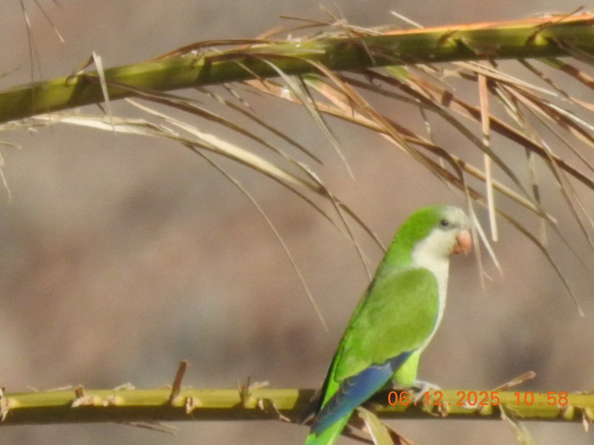 Калита сіроволий - ML647071347