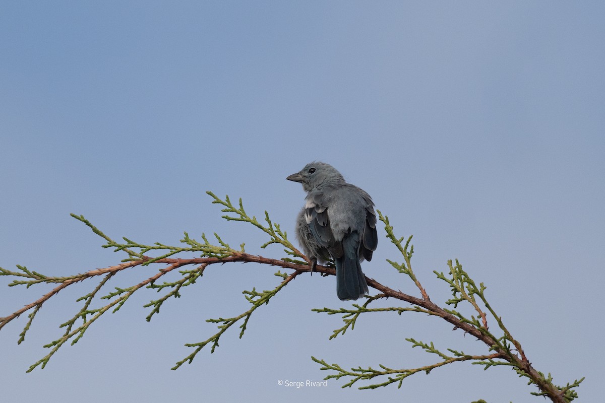 Саяка блакитна - ML647071348