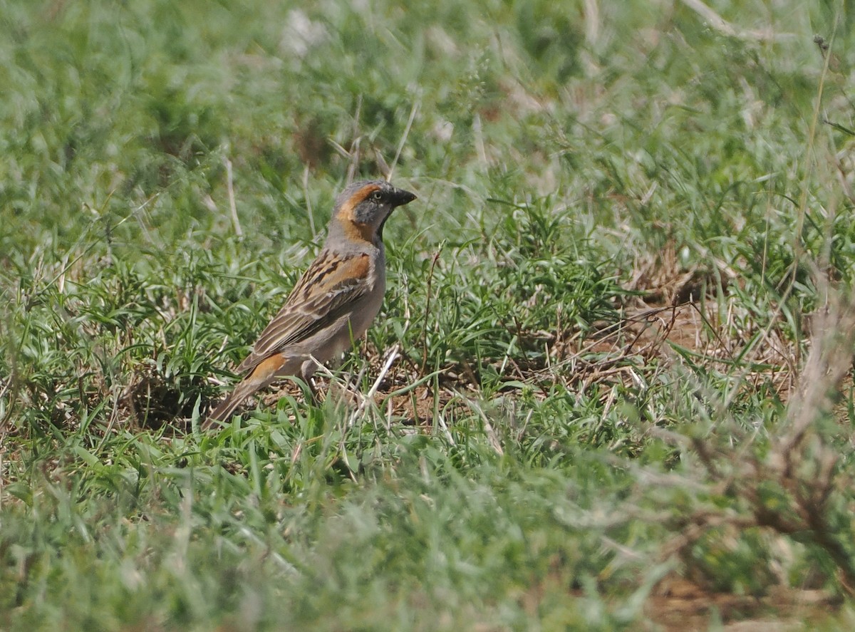 Горобець кенійський - ML647071350