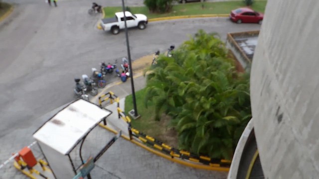 Ластовиця патагонська (підвид cyanoleuca) - ML647071351