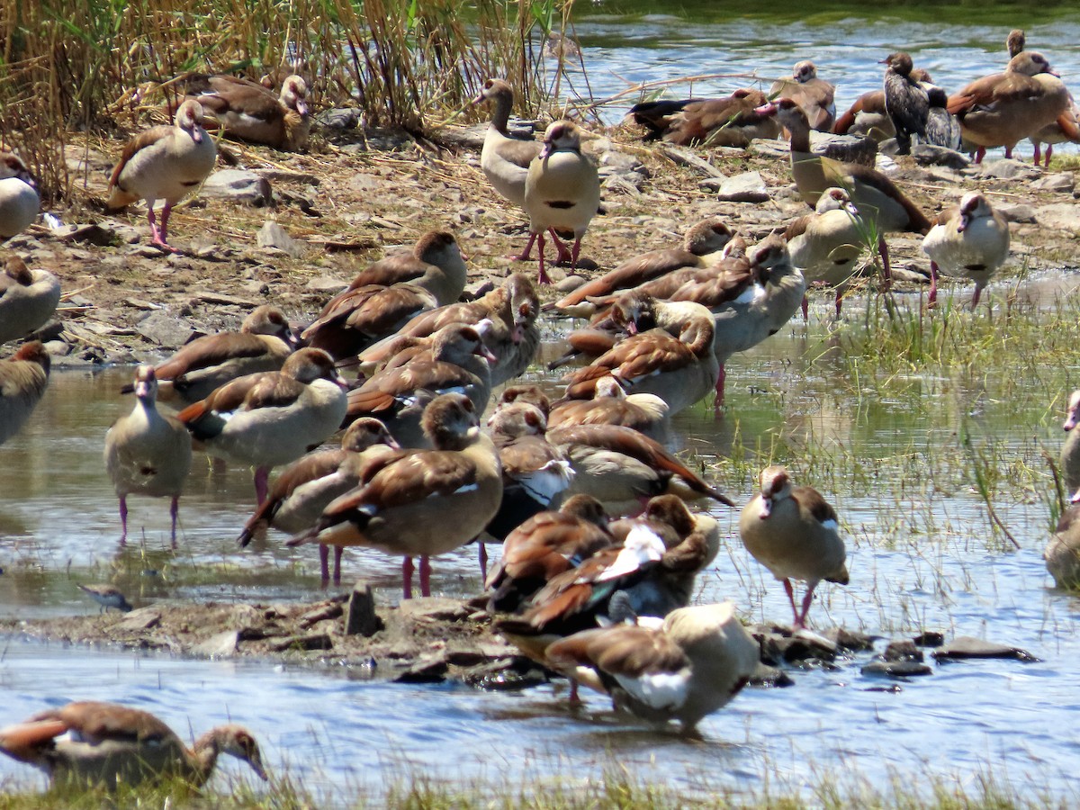 Каргарка нільська - ML647071352