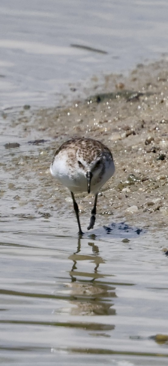 ヨーロッパトウネン - ML647071354