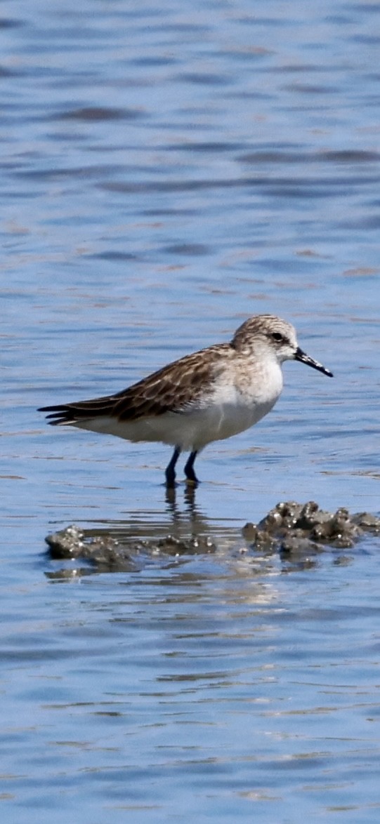 ヨーロッパトウネン - ML647071358