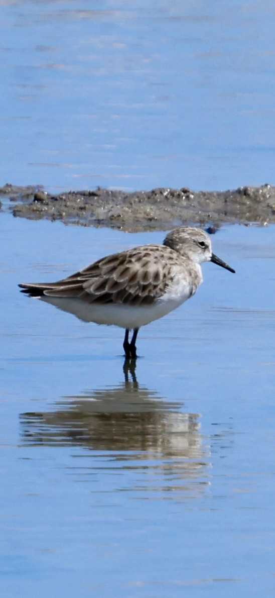 ヨーロッパトウネン - ML647071359