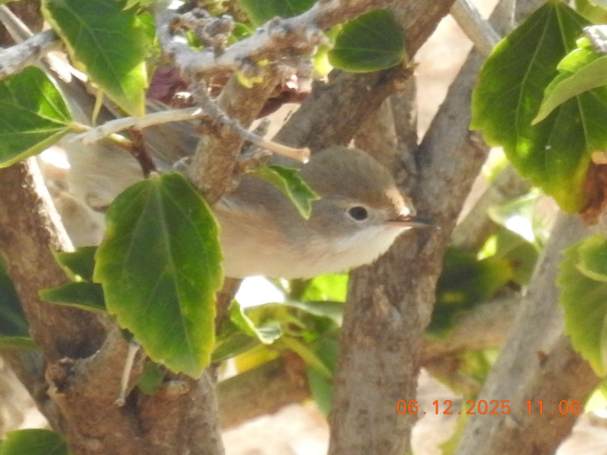 Кропив'янка піренейська - ML647071361