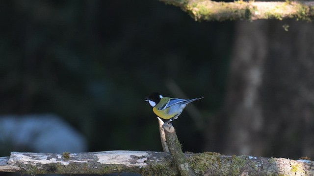 Green-backed Tit - ML647071362