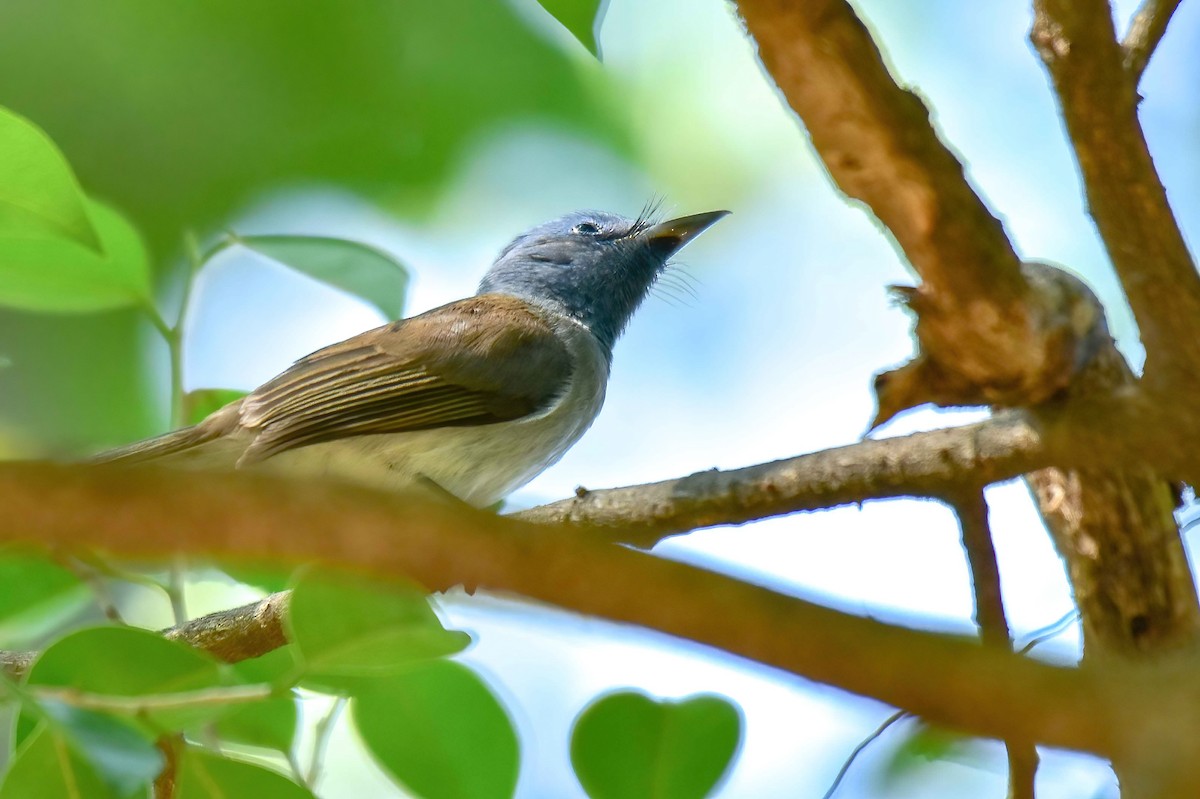 Black-naped Monarch - ML647071366