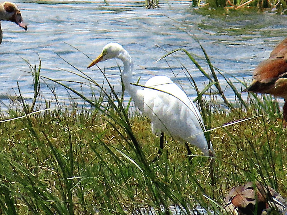 Afrika Ortanca Balıkçılı - ML647071367