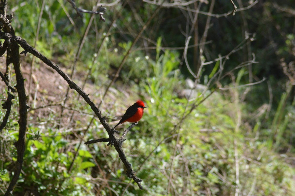 Vermilion Flycatcher - ML647071369