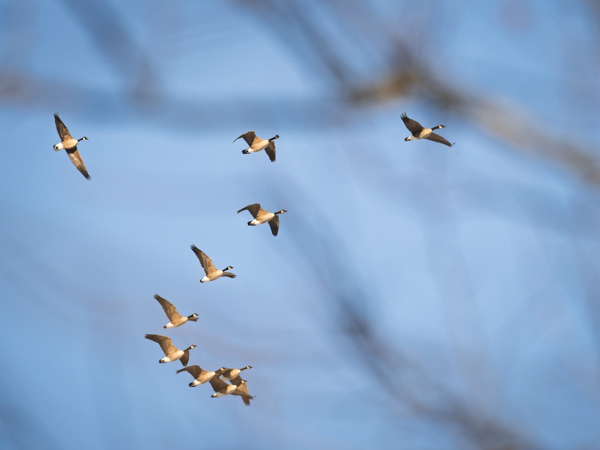 Canada Goose - ML647071370