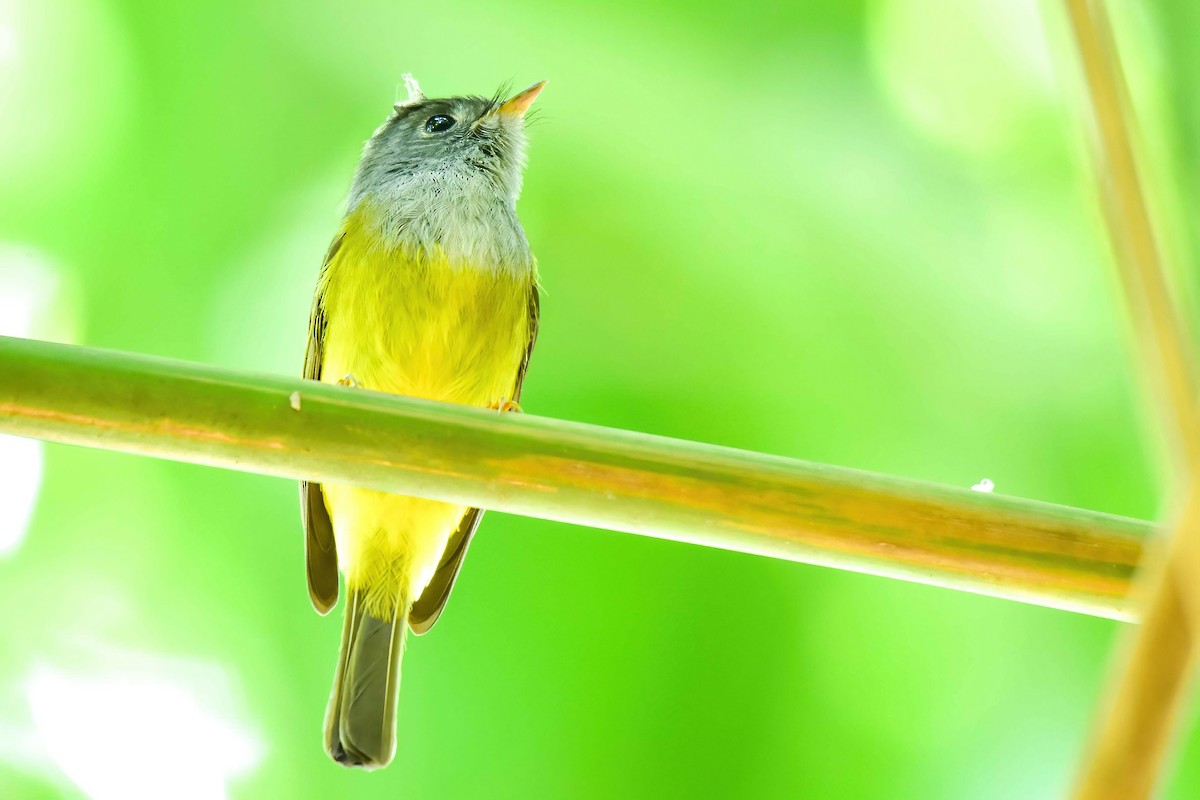 Gray-headed Canary-Flycatcher - ML647071371
