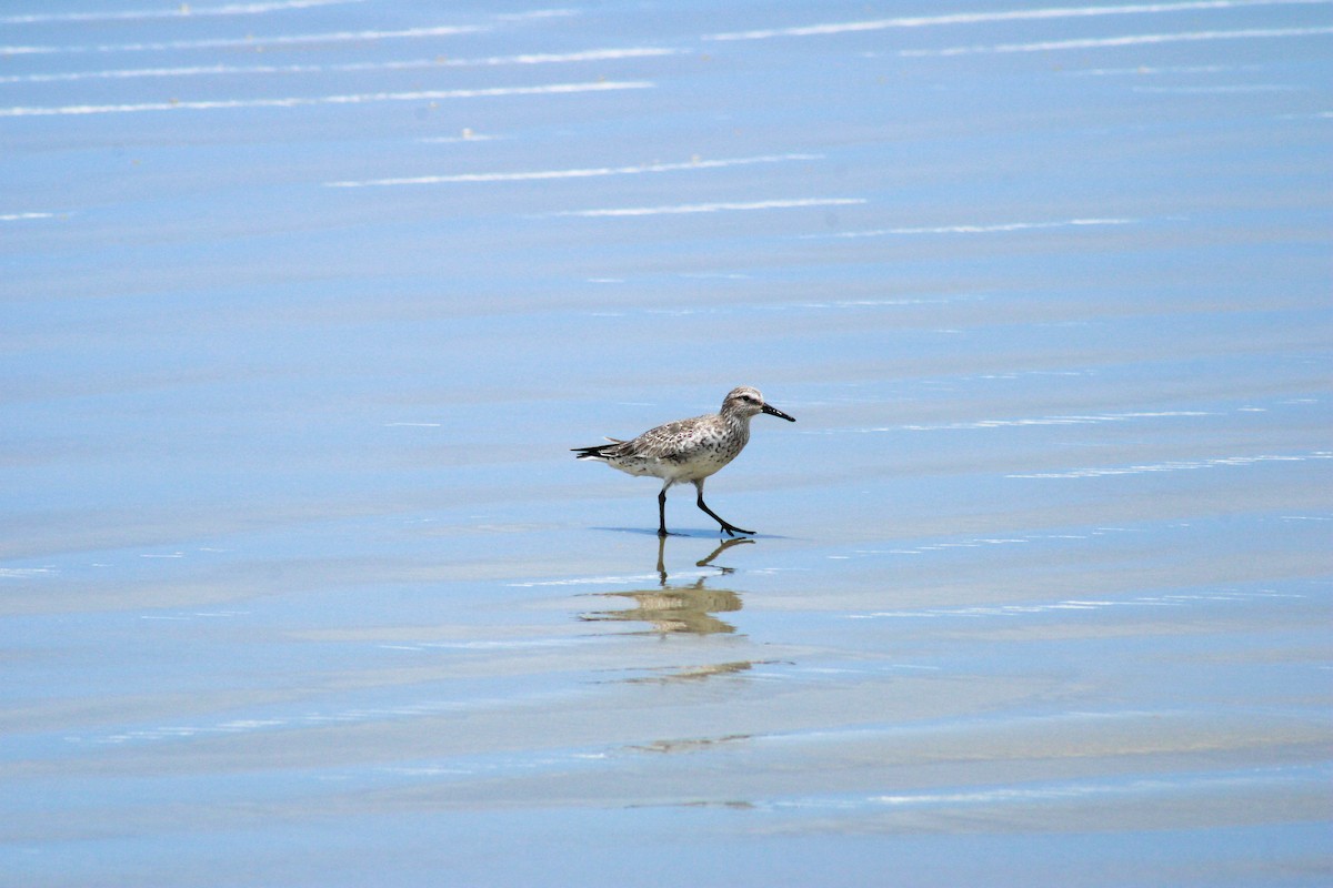 Bécasseau maubèche - ML647071372