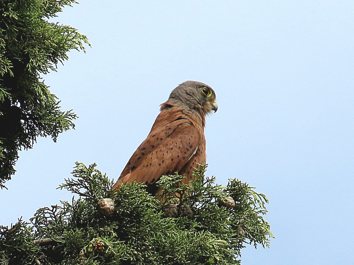 Rock Kestrel - ML647071374