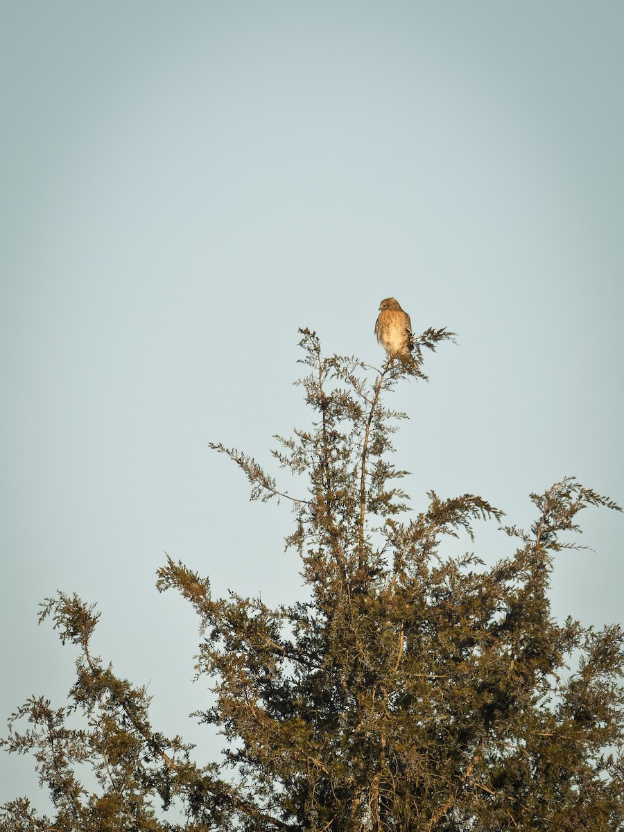 Red-shouldered Hawk - ML647071375