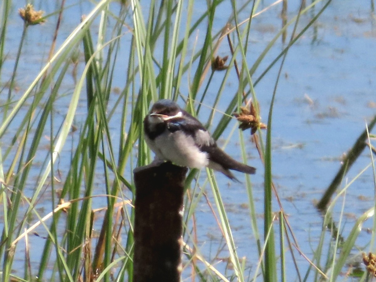 White-throated Swallow - ML647071378