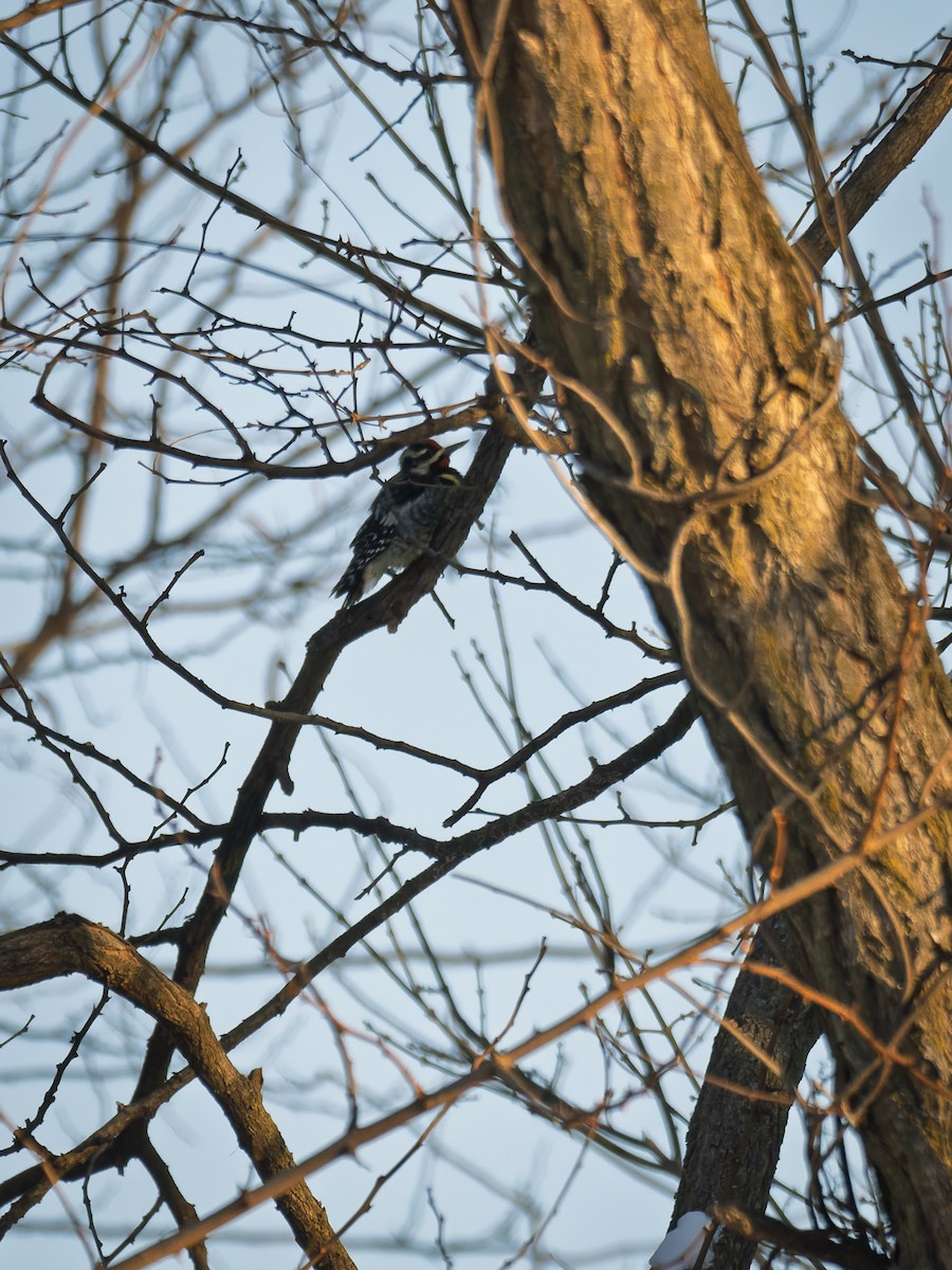 Yellow-bellied Sapsucker - ML647071379
