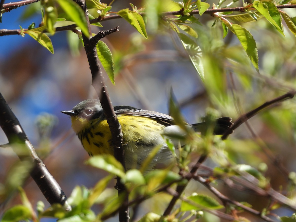 Magnolia Warbler - ML647071380