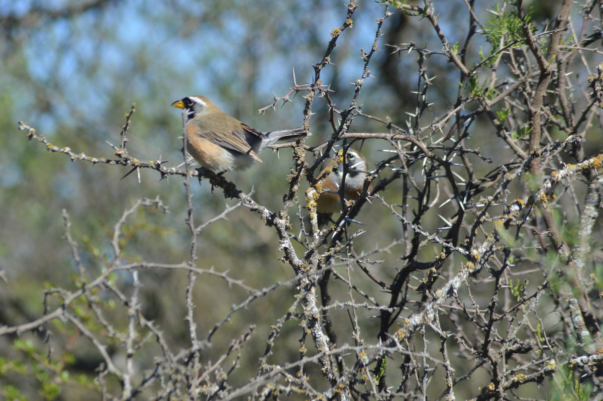 Many-colored Chaco Finch - ML647071381