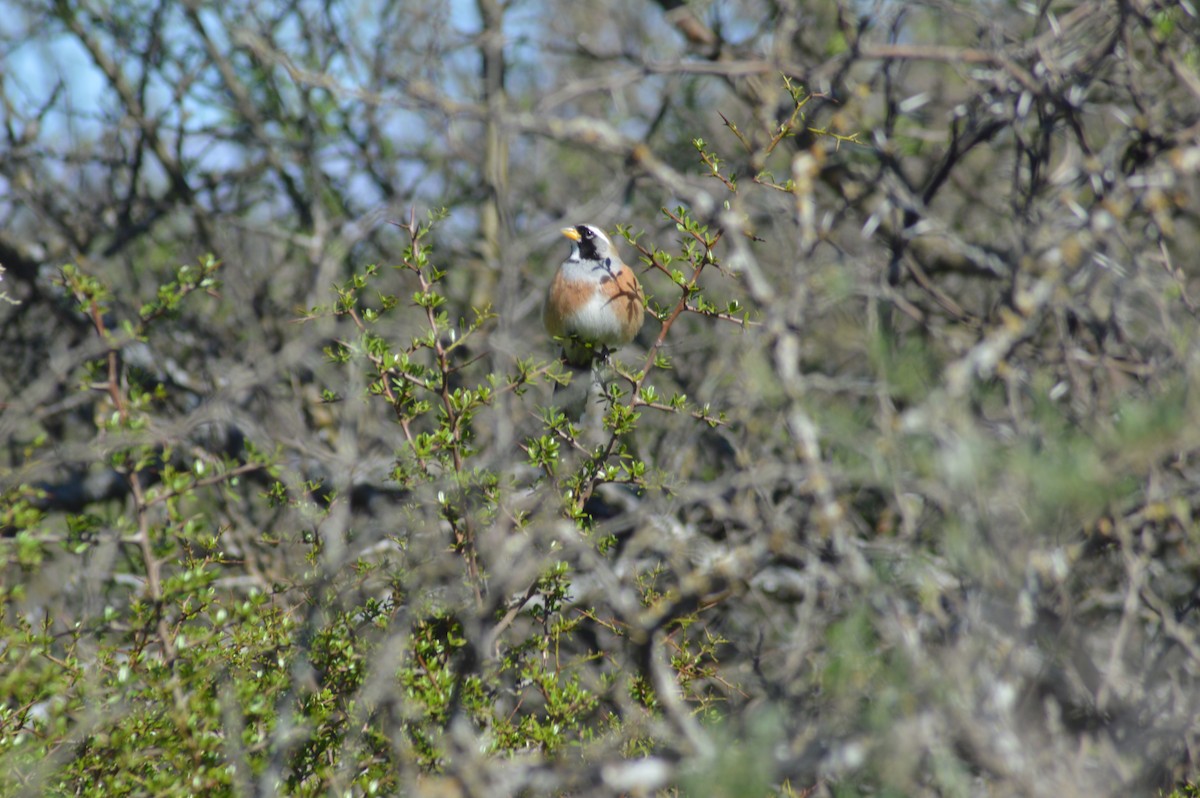 Many-colored Chaco Finch - ML647071382