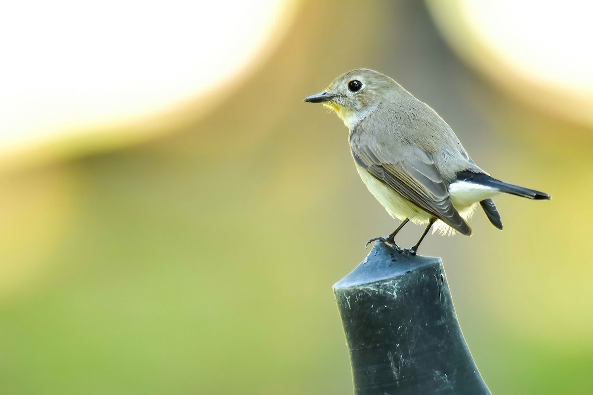 Taiga Flycatcher - ML647071383