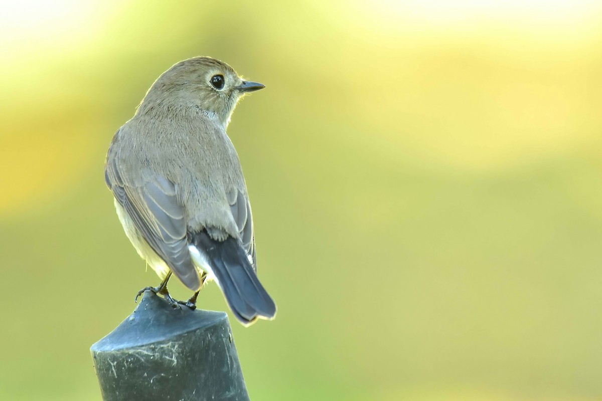 Taiga Flycatcher - ML647071384