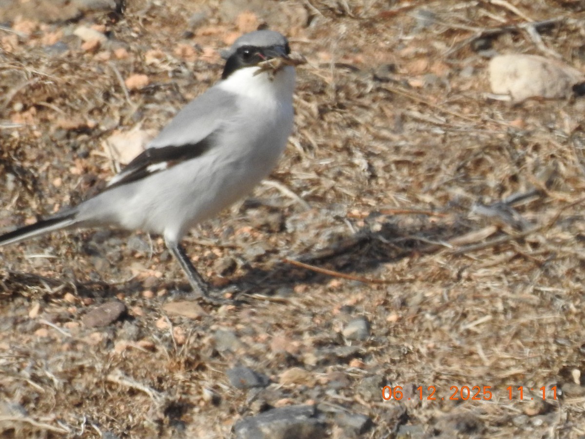 Great Gray Shrike - ML647071385
