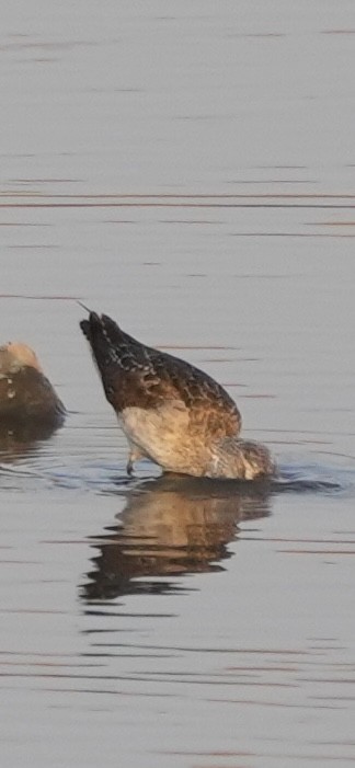 Black-tailed Godwit - ML647071386