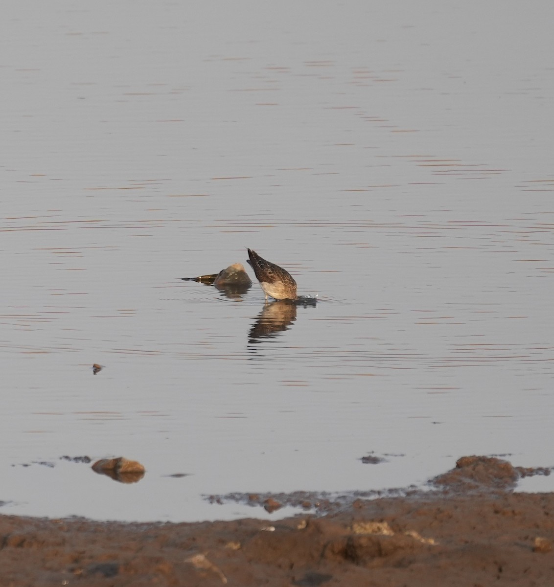 Black-tailed Godwit - ML647071387