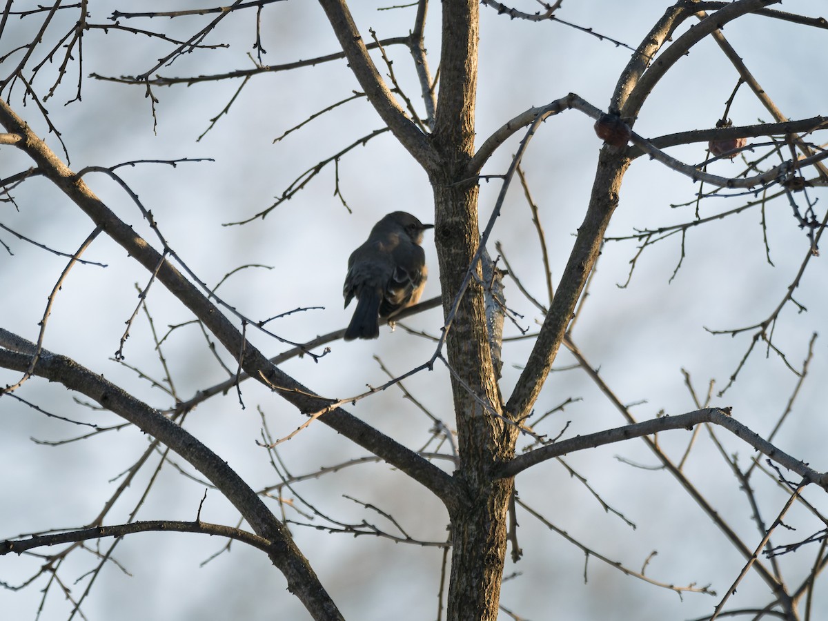 Northern Mockingbird - ML647071388