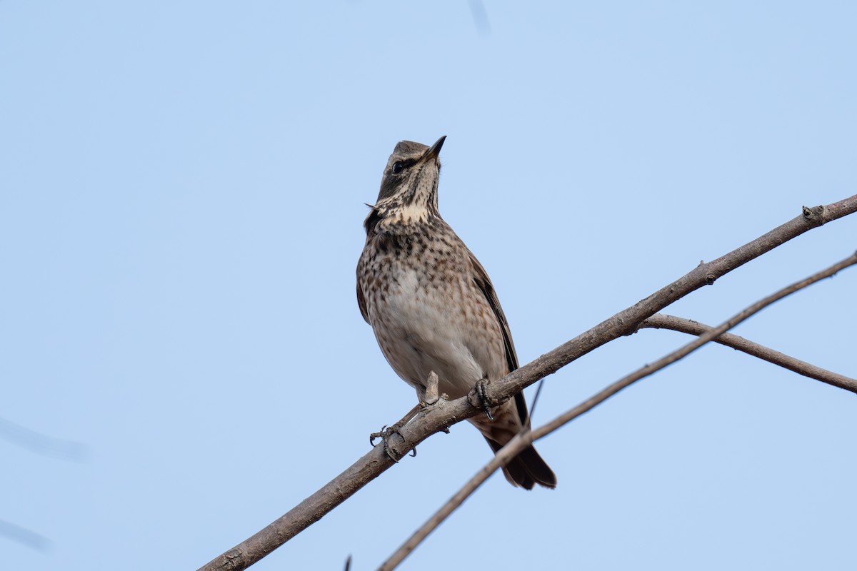 Dusky Thrush - ML647071390