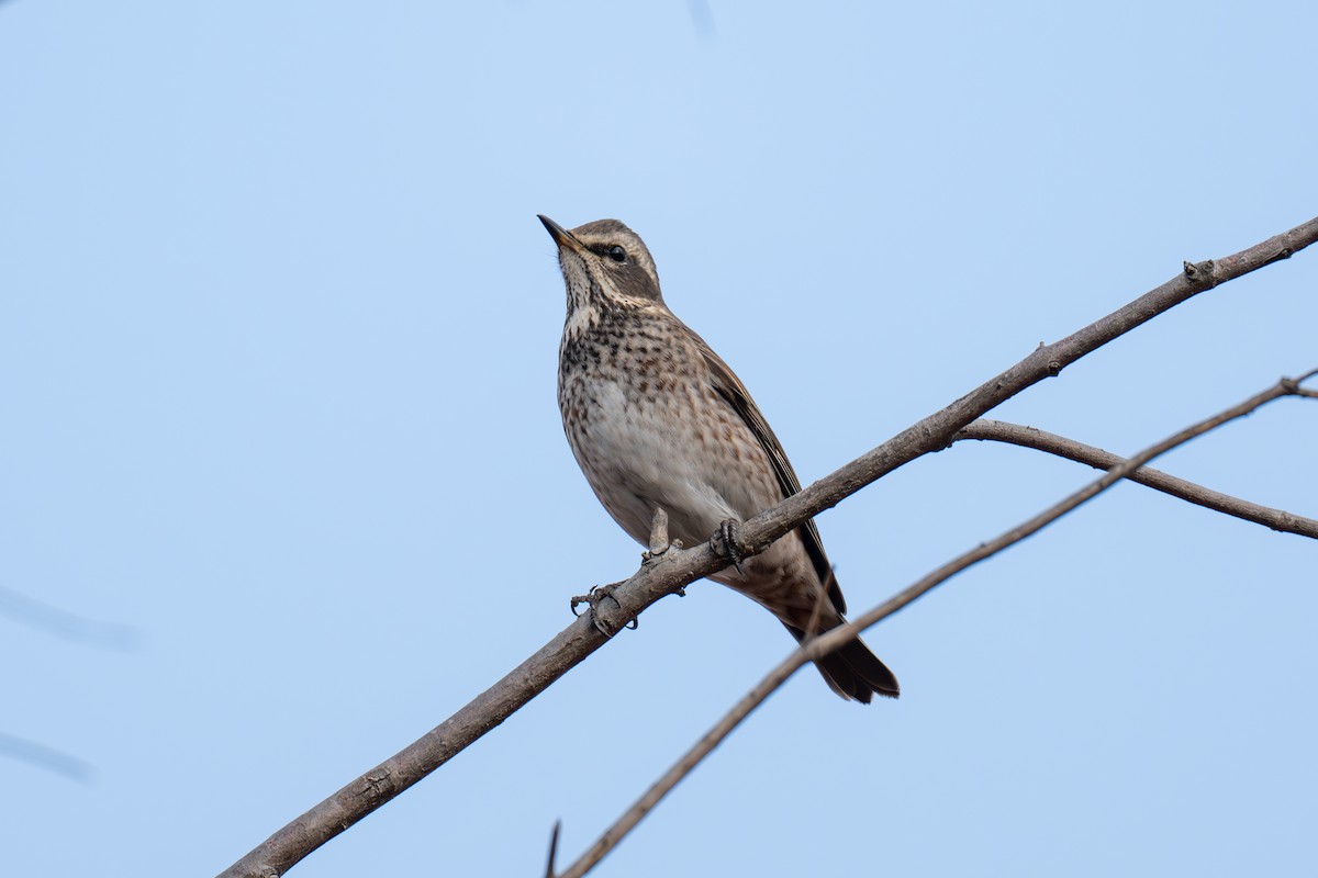 Dusky Thrush - ML647071391