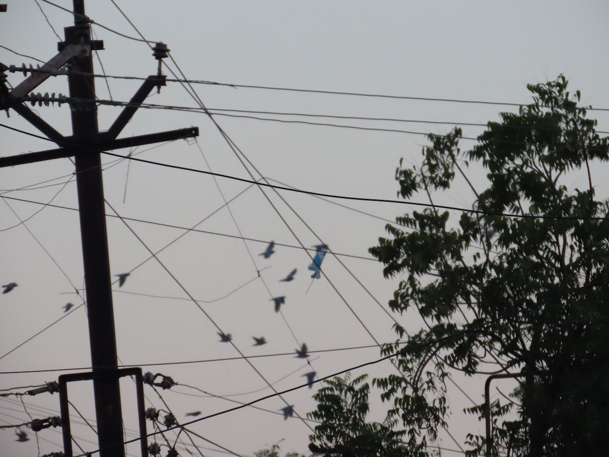 Rock Pigeon (Feral Pigeon) - ML647071392