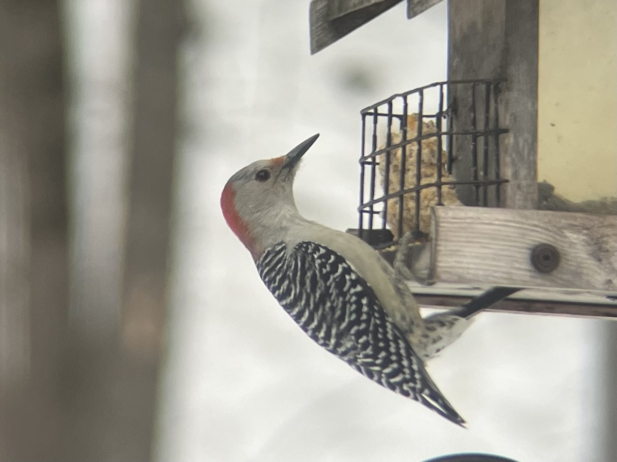Red-bellied Woodpecker - ML647071393
