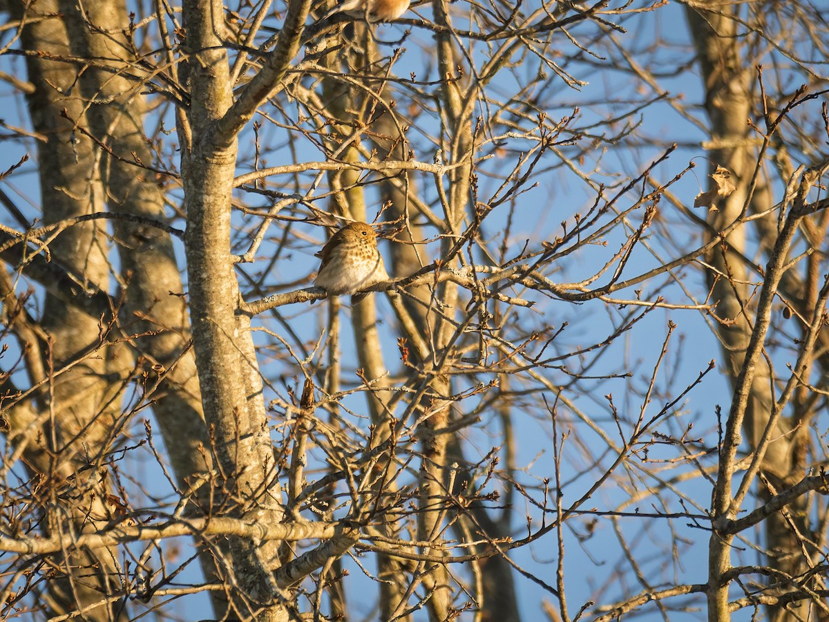 Hermit Thrush - ML647071394