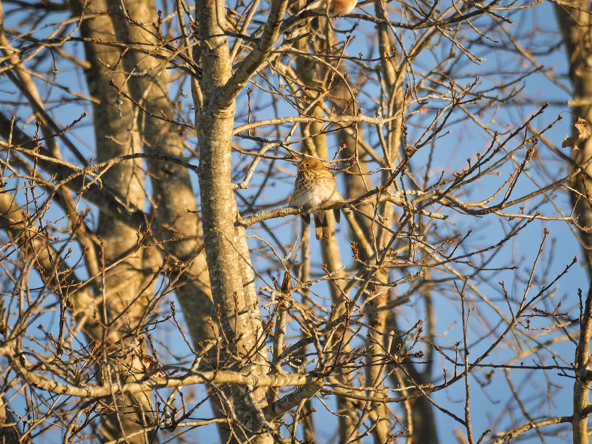 Hermit Thrush - ML647071395