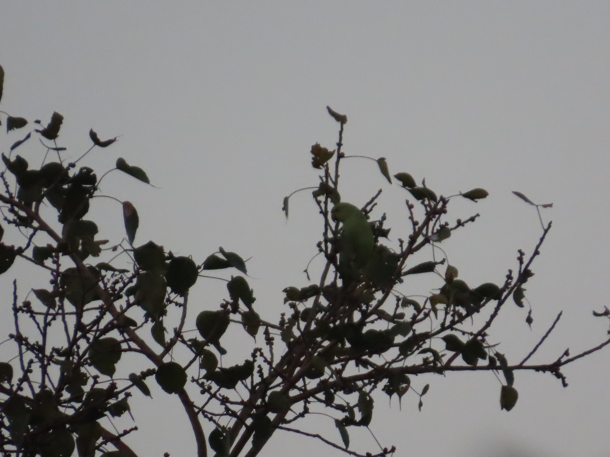 Rose-ringed Parakeet - ML647071396