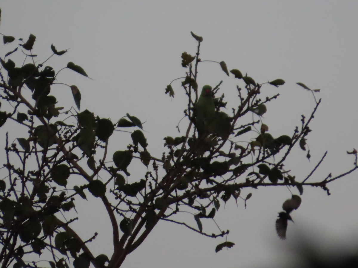 Rose-ringed Parakeet - ML647071397