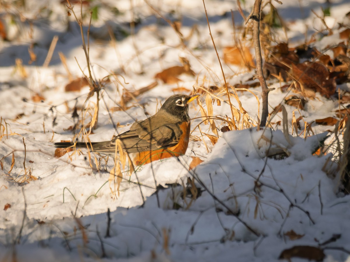 American Robin - ML647071398