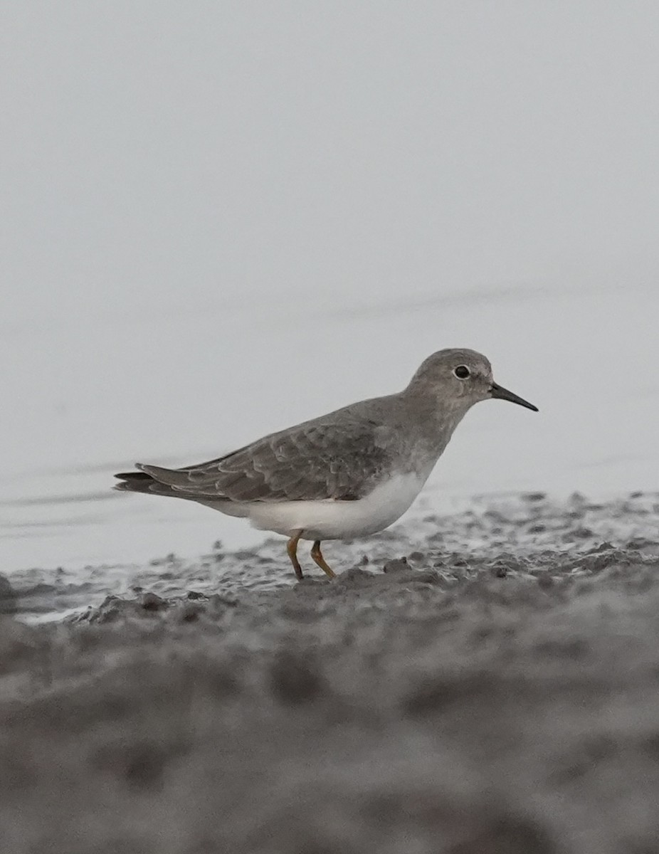 Temminck's Stint - ML647071399