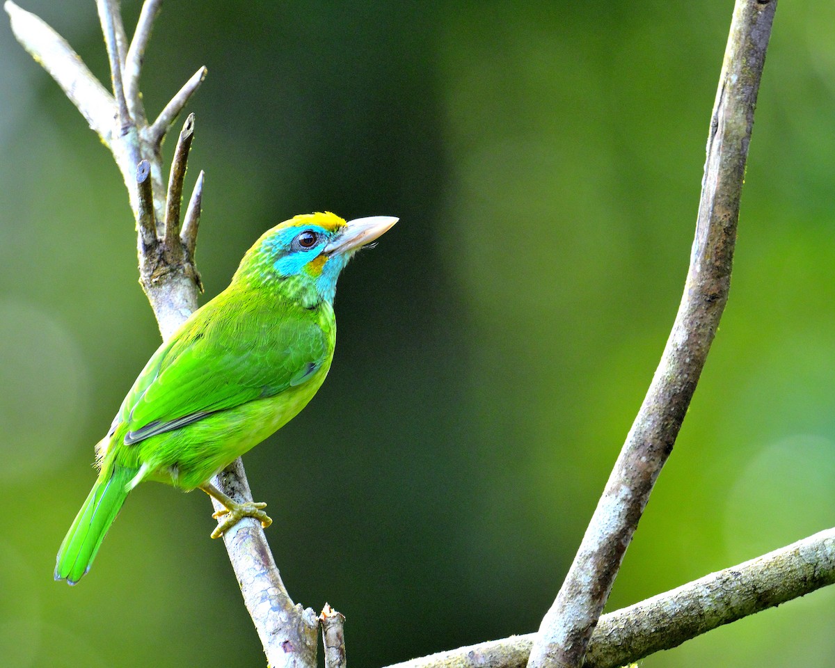 Yellow-fronted Barbet - ML647071400