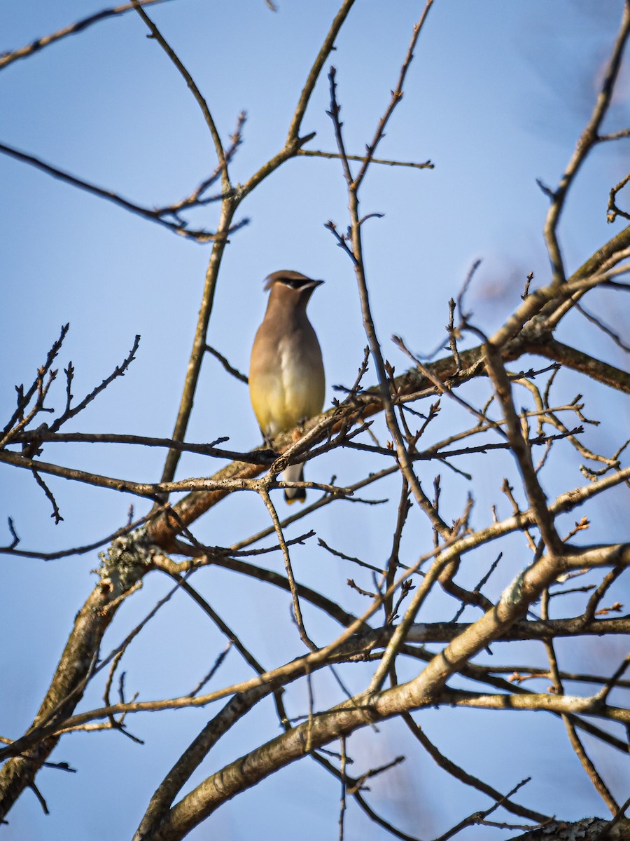 Cedar Waxwing - ML647071401