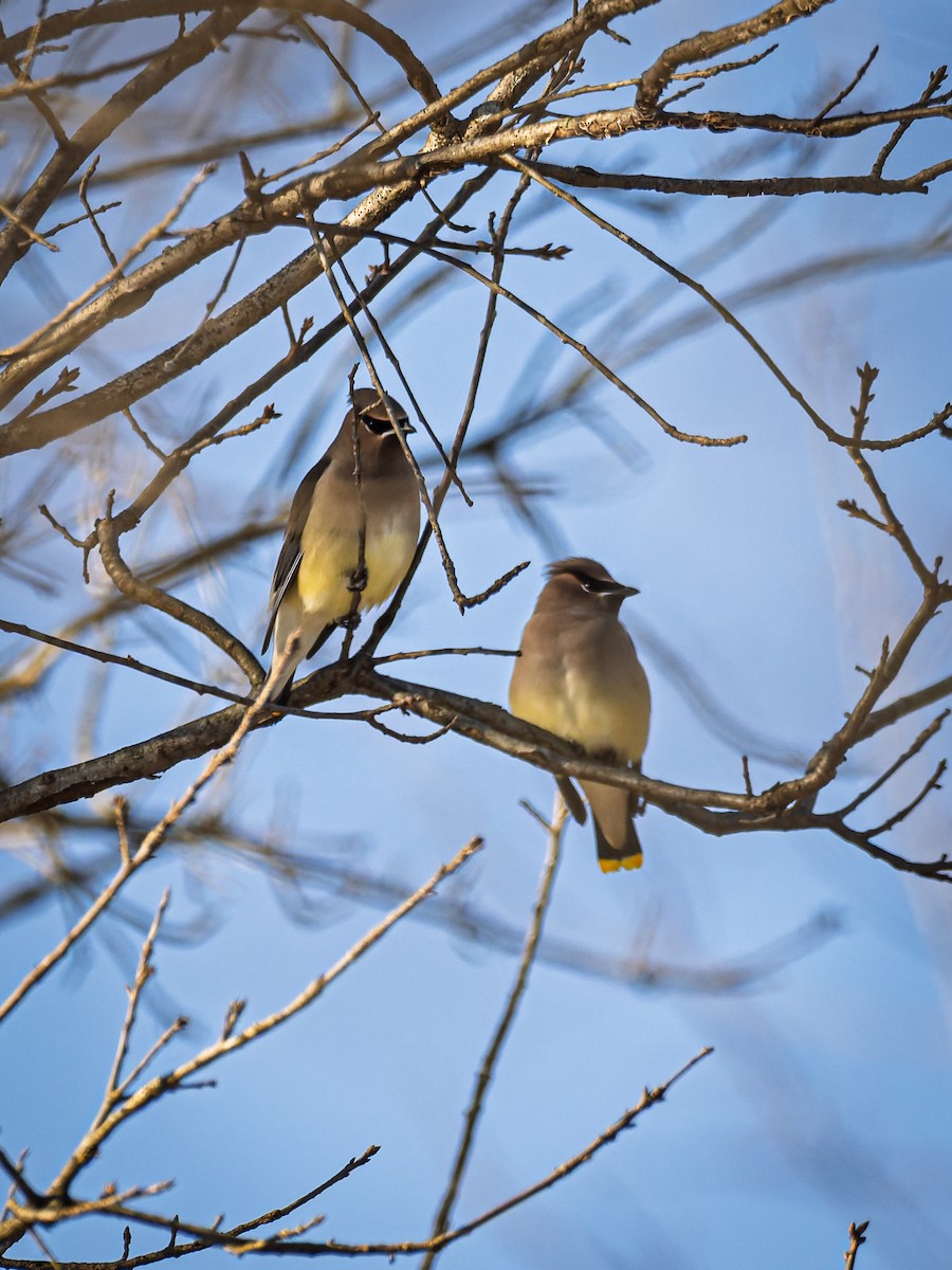 Cedar Waxwing - ML647071402