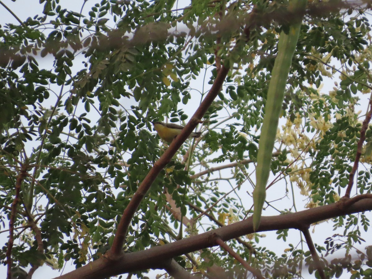 Purple Sunbird - ML647071403