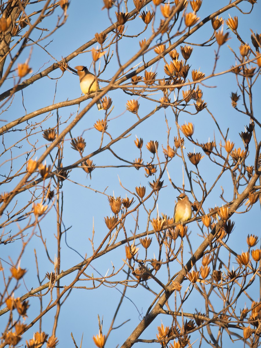 Cedar Waxwing - ML647071404