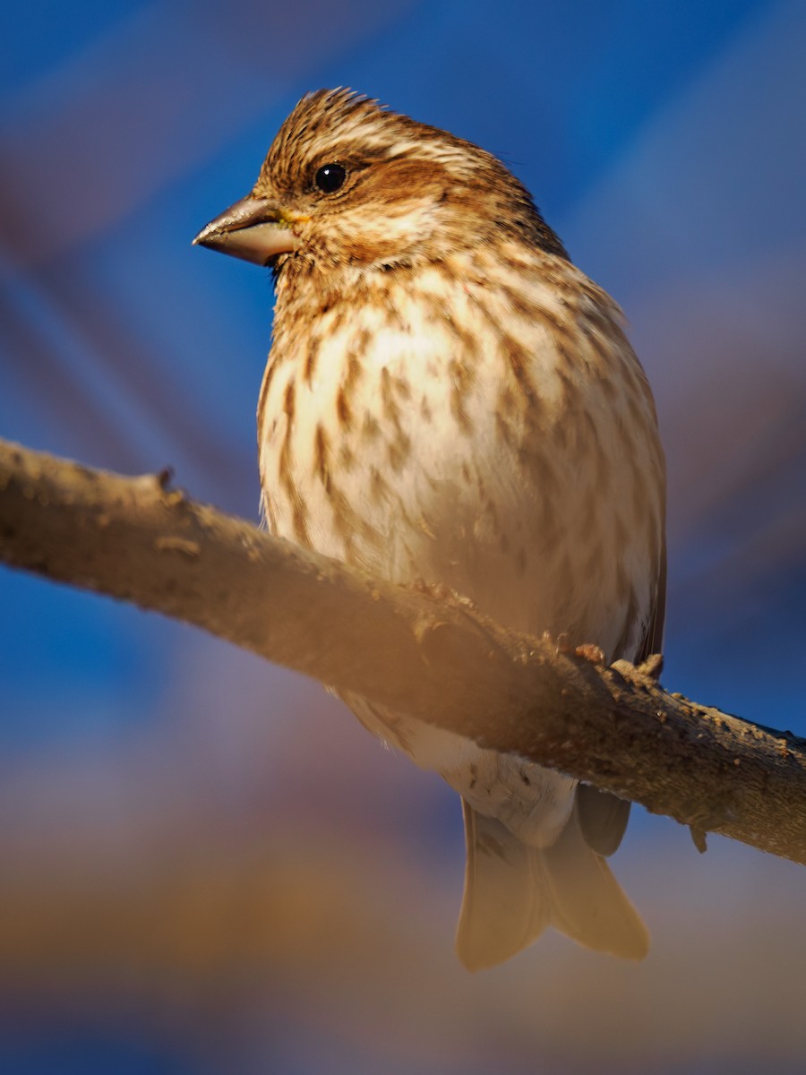 Purple Finch - ML647071406