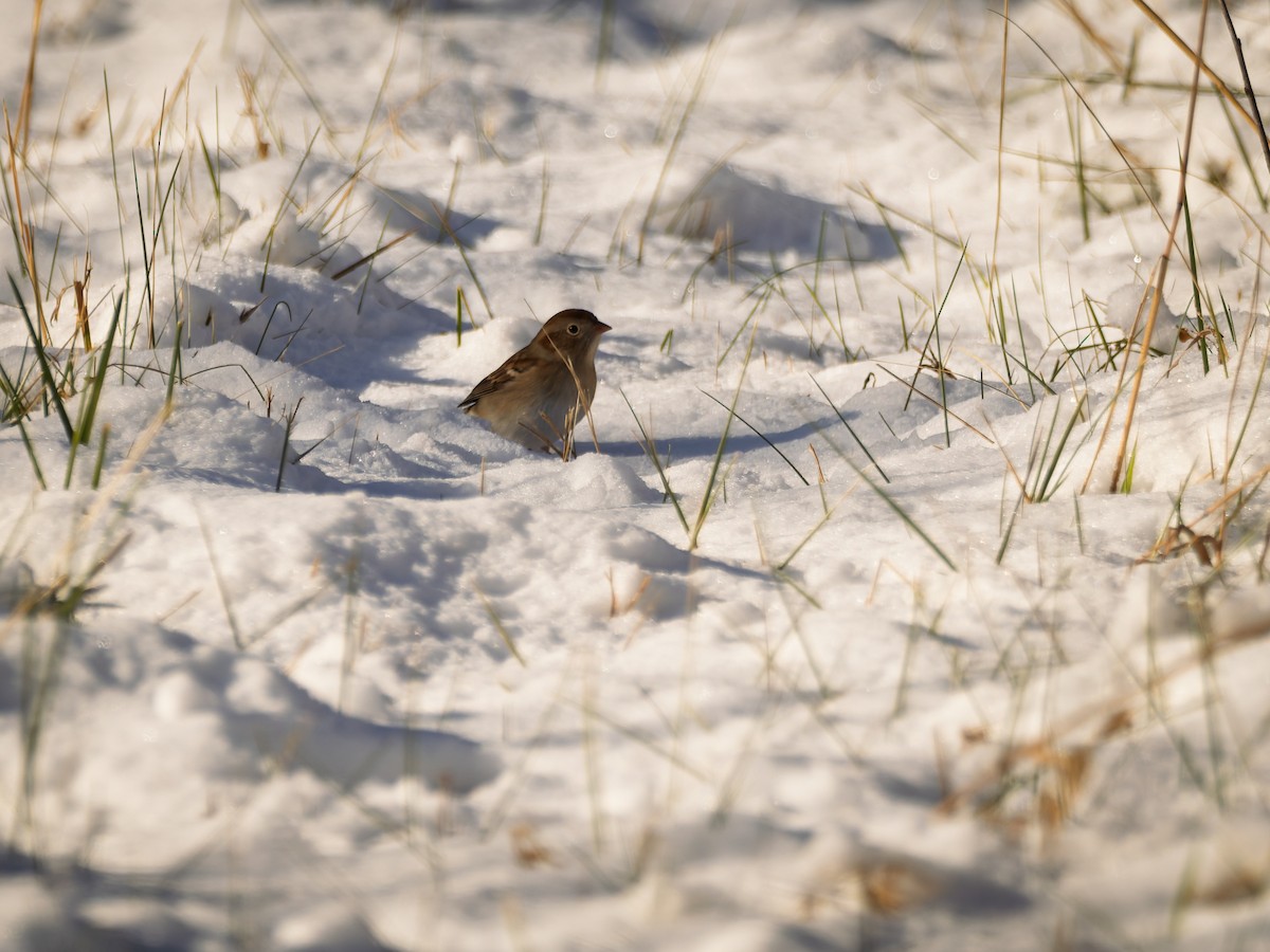 Field Sparrow - ML647071409